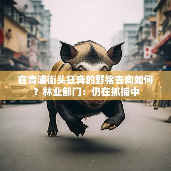 在青浦街头狂奔的野猪去向如何？林业部门：仍在抓捕中